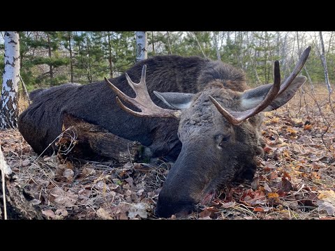 Видео: ОХОТА НА ЛОСЯ