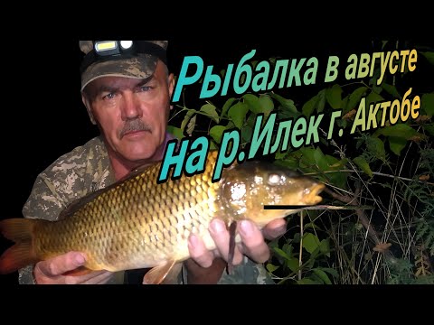 Видео: Карп пытался утащить спиннинг успел поймать Ловля на жмых Рыбалка в августе на р Илек гАктобе 2023г
