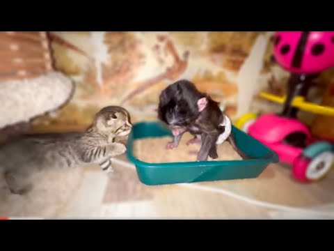 Видео: Диету  ПОРА ЗАКАНЧИВАТЬ, Люся начинает есть наполнитель...