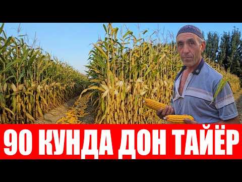 Видео: Такрорий экинда 1 гектар маккажўхоридан неча тонна дон олса бўлади?
