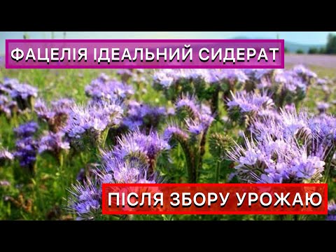 Видео: Самий найкращий сидерат. Не чекаємо осені — сіємо фацелію прямо зараз!