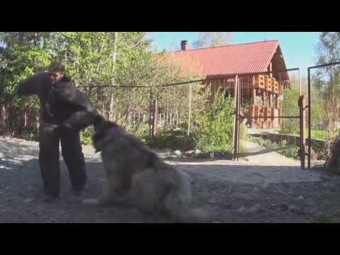 Видео: ШОС "Арес" и С.Миронов в Карелии