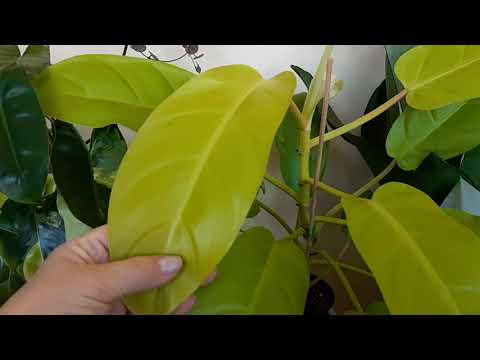 Видео: Джунгли в квартире. Обзор моего сада. Часть 2.