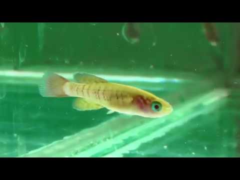 Видео: Что случилось с рыбками aliexpress