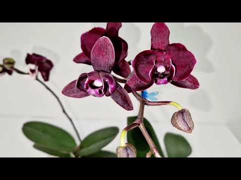 Видео: Цветение моих орхидей в ноябре 2024. #orchid #dendrobium #cattleya #phalaenopsis #kingdragon