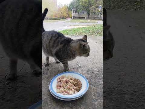Видео: Бездомная Балерина —Пришла За Помощью! 🔥