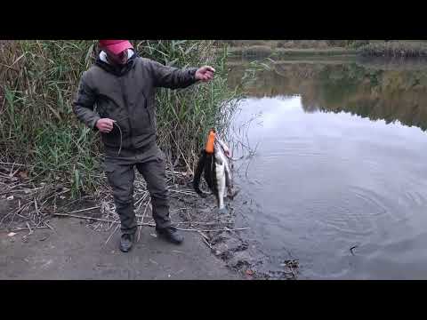 Видео: ЭТО ТАК ПОВОРОТ. ЧУДО СИЛИКОН, он работает и он все ловит! ПЕРЕДРАЛ КЕЙТЕЧЕВСКИЙ ЦВЕТ. Осень 2025