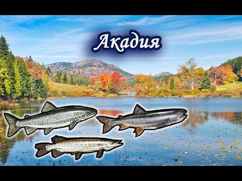 Видео: Акадия. Русская Рыбалка.