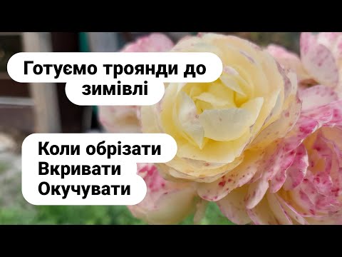Видео: Осіння обрізка троянд чи потрібна? /Is autumn pruning of roses necessary?