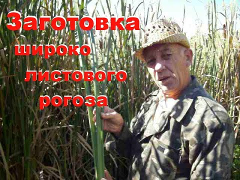 Видео: Заготовка широко листового рогоза для плетения