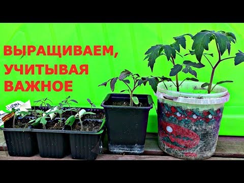 Видео: Это НУЖНО ЗНАТЬ про РАССАДУ ТОМАТОВ.