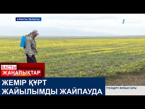 Видео: ЖЕМІР ҚҰРТ ЖАЙЫЛЫМДЫ ЖАЙПАУДА