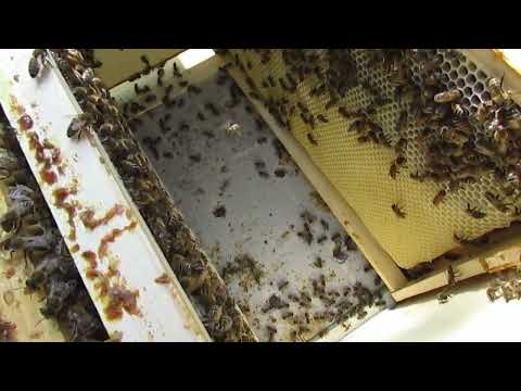 Видео: пчелы показали, что им не нужно летом, открытое сетчатое дно в жаркую погоду - часть 5