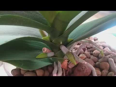 Видео: КОРНИ ОРХИДЕЙ попёрли!  + ЗИМНЯЯ ПОДКОРМКА (о важном)!