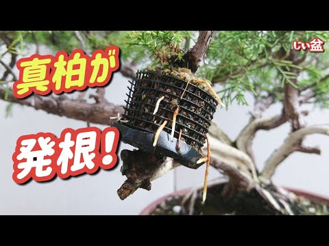 Видео: [Можжевельник Бонсай] Успешное создание клона! ✨ / Для начинающих / Как сделать бонсай