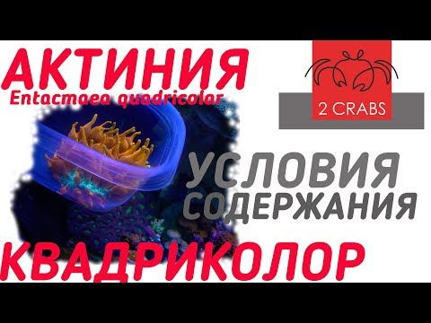 Видео: Актиния квадриколор. Опыт содержания.