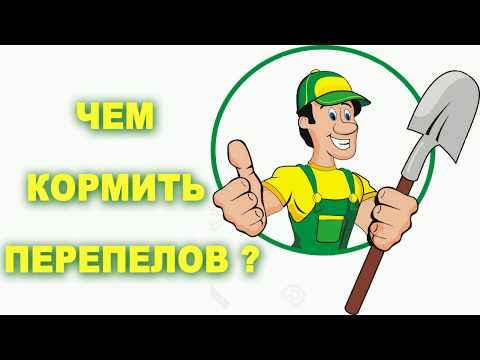 Видео: Чем кормить перепелов?