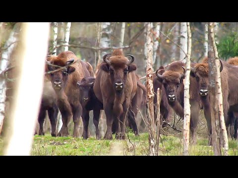 Видео: Здесь живут самые необычные звери. Путешествие по Березинскому заповеднику | Все как у людей