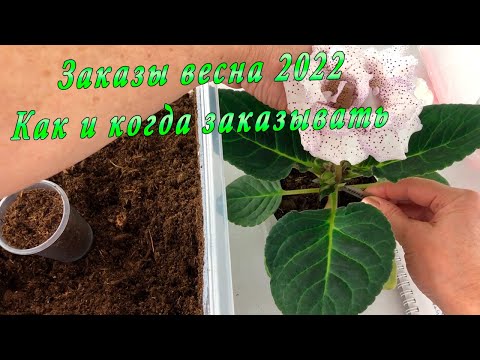 Видео: Принимаю заказы на весну 2022. Укорененные листья Глоксиний и фиалок
