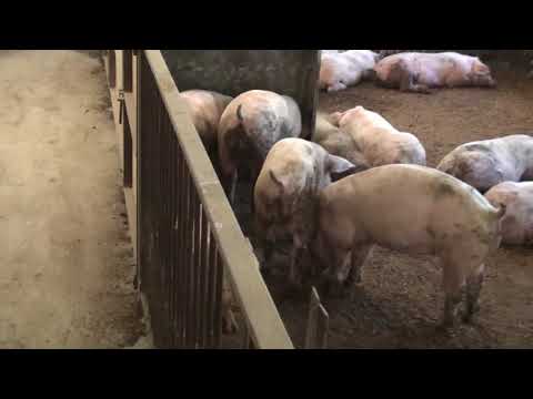 Видео: Идеальный свинарник по цене и качеству. +380672307409, 0674102308 https://tatyanin-den.uaprom.net/