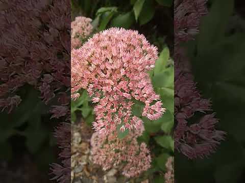 Видео: #flowers #цветы Очиток видный, или хилотелефиум или заячья капуста, разгар цветения, сентябрь 2024