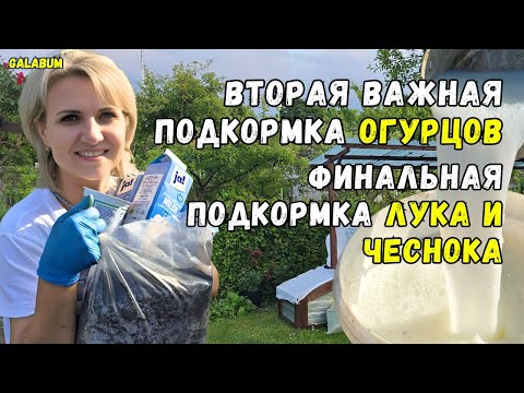 Видео: ПОДКАРМЛИВАЕМ ОГУРЦЫ ВАЖНОЙ ПОДКОРМКОЙ Второй раз  / Завершаю Сезон для ЛУКА И ЧЕСНОКА @GALABUM
