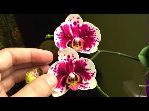 Видео: перевоплощение ОРХИДЕИ во что она превратилась?