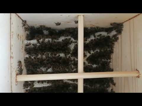 Видео: Японский улей, 2 недели после заселение!