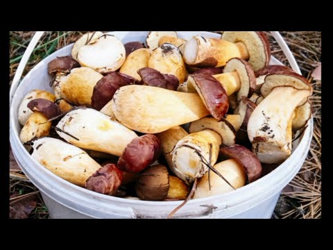 Видео: ЖЮЛЬЄН З ЛІСОВИМИ ГРИБАМИ. СМАЧНИЙ ЖЮЛЬЄН З КУРКОЮ ТА ГРИБАМИ В ДУХОВЦІ. ЖЮЛЬЄН НА СВЯТКОВИЙ СТІЛ.