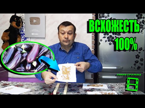 Видео: СЕКРЕТ СБОРА СЕМЯН БАКЛАЖАНОВ. ЗАГОТОВКА СЕМЯН БАКЛАЖАН СО 100% ВСХОЖЕСТЬЮ. САД (ОГОРОД) И ТЕПЛИЦА