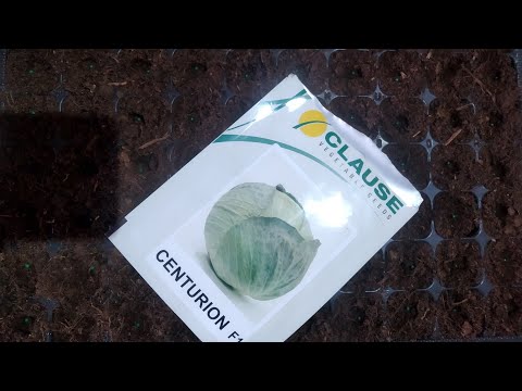 Видео: посеяли капусту "центурион" на рассаду!!!