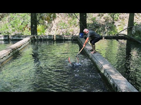 Видео: Рыба, запеченная в духовке | Рецепт форели в глиняном горшочке с овощами и рыбой на гриле
