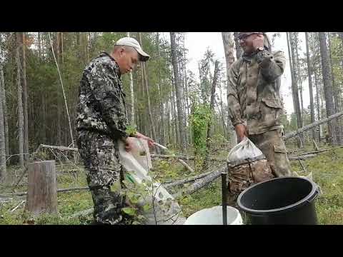 Видео: сбор лесных витаминьчиков#быстрый сбор брусники