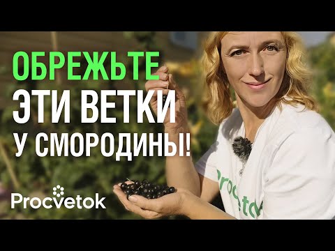 Видео: Почему у опытных садоводов ягоды смородины крупнее вишни? Секрет в правильной обрезке!