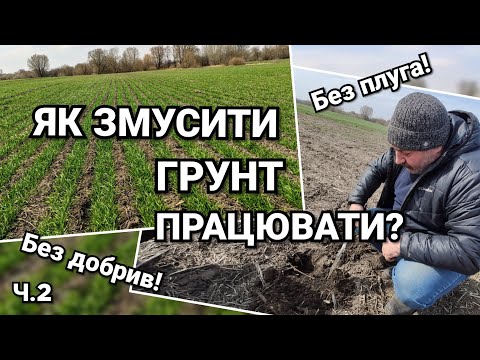 Видео: Фермер уменьшил нормы удобрений и БЕЗ плуга собирает ДВА урожая... Обзор пшеницы и ячменя!