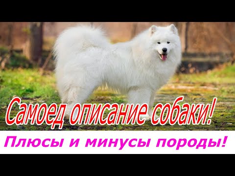 Видео: Самоед описание породы собаки  Плюсы и минусы породы!