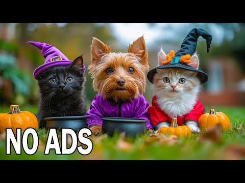 Видео: 12 часов ТВ для собак 🐶 Музыка исцеления питомцев спокойствие и кошек комфорт 💖