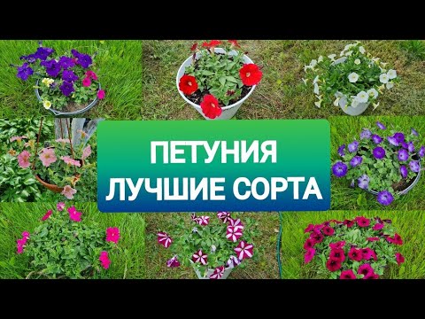 Видео: МОЯ ПЕТУНИЯ | ЛУЧШИЕ сорта | ПОИСК гавриш ПАРТНЕР биотехника