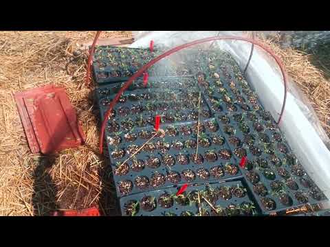 Видео: Разсад домат  - Деси Владовска