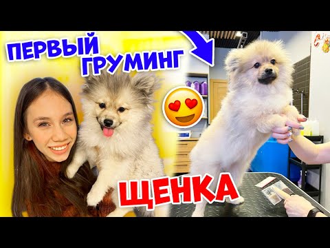 Видео: Моника ДЕРЖАЛАСЬ Первый Раз на ГРУМИНГЕ👉 Молодец!