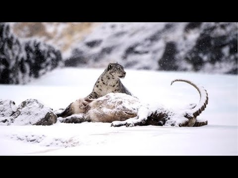 Видео: Снежный барс -- властелин вершин Гималаев и Тибета. Факты и моменты с барсами, снятые на видео.