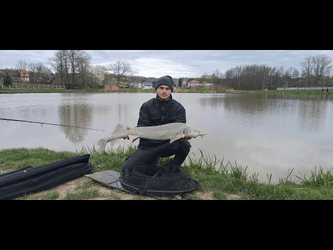 Видео: Рыбалка на осетра . Как ловить осетра .