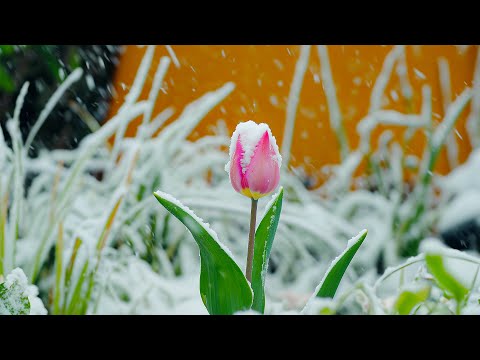 Видео: Прекрасная идея для зимнего сада🌨️🍀Музыка лечит сердце и сосуды