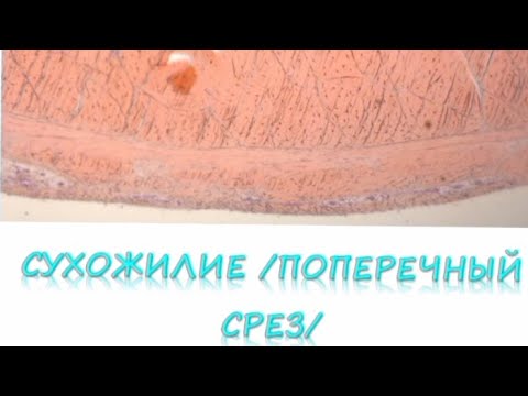 Видео: СУХОЖИЛИЕ поперечный срез (гистопрепарат)