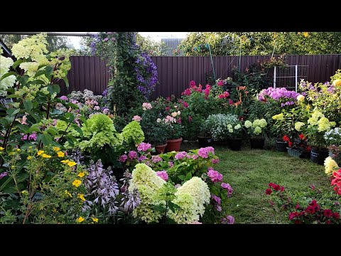 Видео: ГОРТЕНЗИИ цветут  в моём маленьком вечернем  садике🌿Всем СПАСИБО ❤️❤️❤️