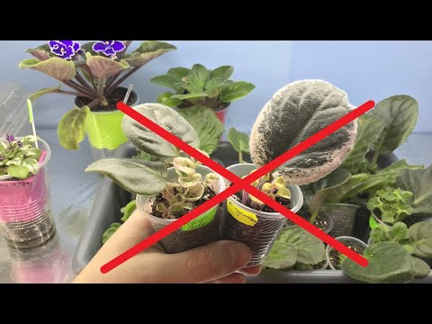 Видео: Почему лист фиалки НЕ ДАЕТ ДЕТОК?  5 ЧАСТЫХ ПРИЧИН!   Как это ИСПРАВИТЬ?