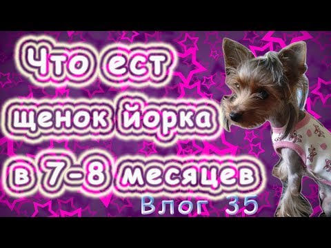 Видео: Питание щенка йорка в 7-8 месяцев? Что можно щенку йорка, а что нет? Что ест Николь?