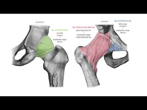 Видео: Тазобедрена става – Articulatio coxae (3:39) ┃teoriyata.com