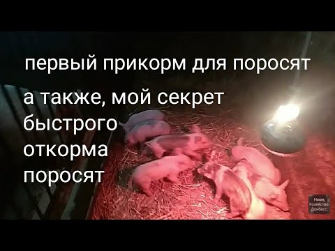 Видео: Прикорм для недельных поросят... поросята пробуют сено.