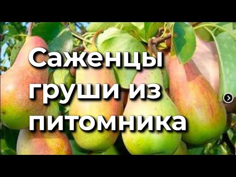Видео: Обзор 12  Саженцы груши нашего производства 